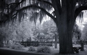This is Carol's "infrared" image of a haunting, and maybe haunted? live-oak cemetery in Selma.  (Carol M. Highsmith)