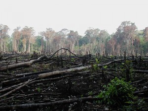 Deforestation for agriculture.  (Jami Dwyer, Wikipedia Commons)