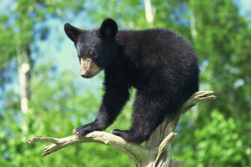 İşte uzaktan sevimli yakından tehlikeli Ursus Americanus :) (Photos.com)