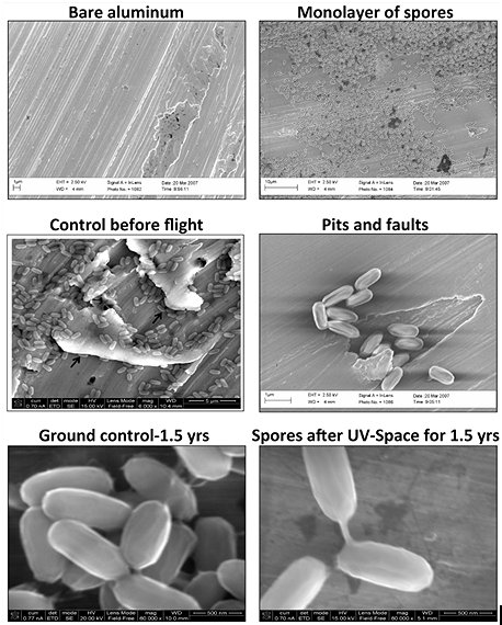Alüminyum üzerindeki Bacillus pumilus SAFR-032 sporlarının uzay şartlarına maruz kalmadan önce ve sonraki görüntüleri 