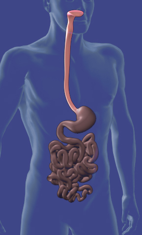 esophagus