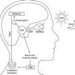 circadian system
