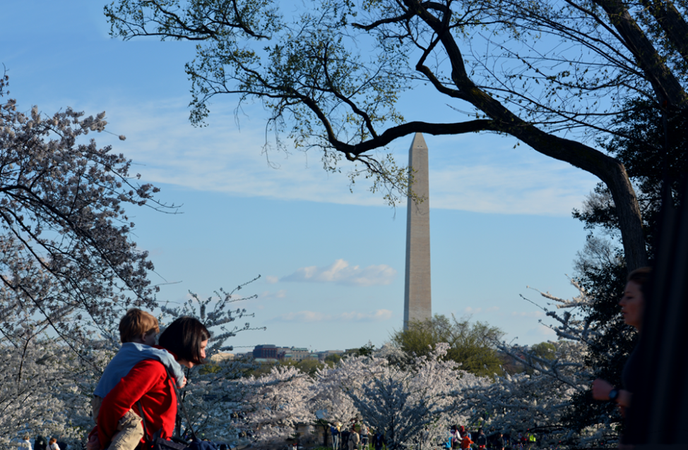 Visitors enjoy the cherry blossoms in Washington, D.C. (Diaa Bekheet/VOA) 