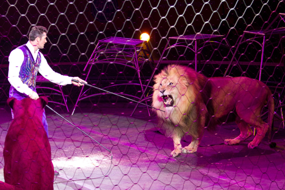 Lion tamer Alexander Lacey of Ringling Bros. and Barnum & Bailey Circus. Rupp Arena, Lexington, Kentucky. Sept. 8, 2013. (Photo by Flickr user Arthur T. LaBar via Creative Commons license) 