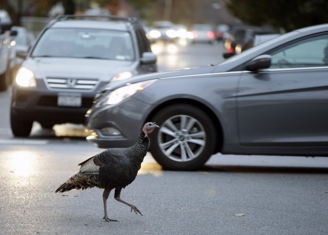 TURKEY TRAFFIC