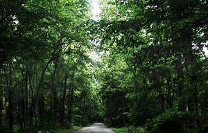 Pohick Bay Park, Virginia (photo: D. Bekheet)