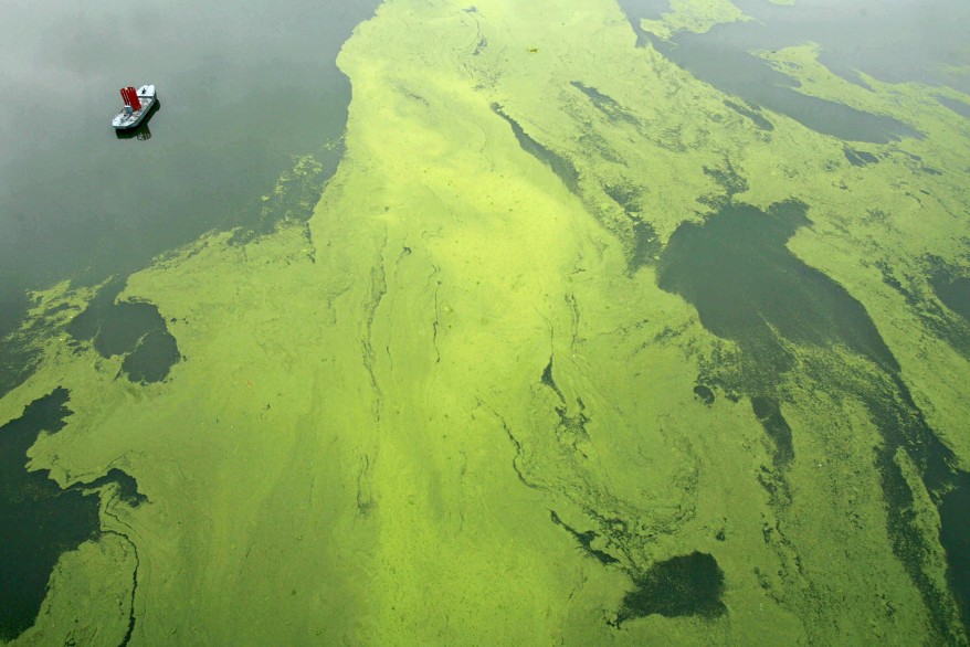 China Algae- Floods