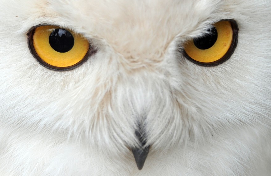 "Snowy Owl Harry"