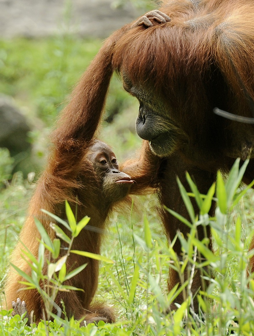 "Germany Zoo Orangutan"