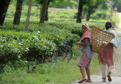 INDIA AGRICULTURE TEA