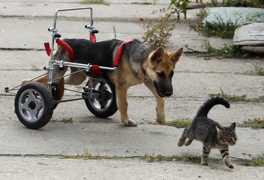 "Poland Dog and Cat"