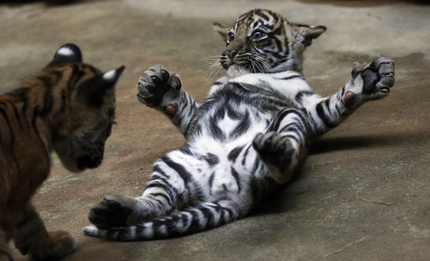 "Czech Republic Sumatra Tiger"