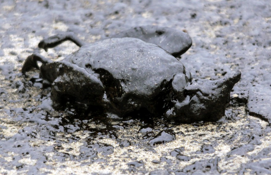 "New Zealand Oil Spill"