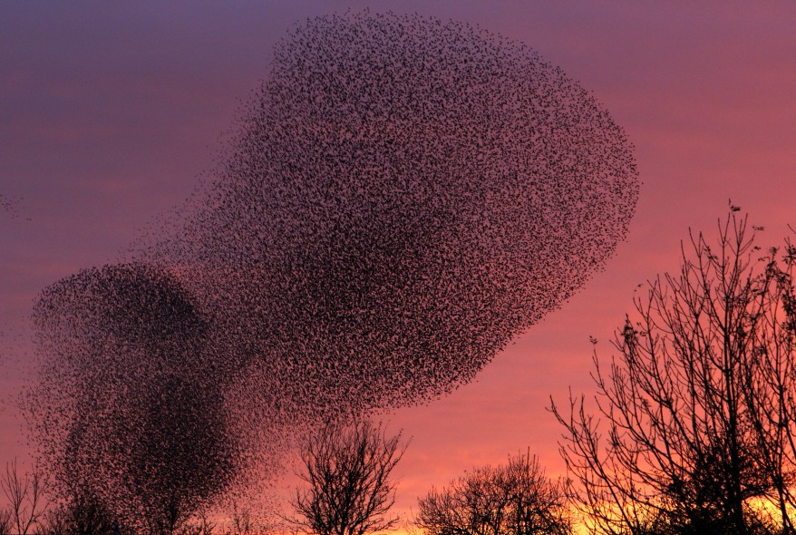 "Britain Starlings"