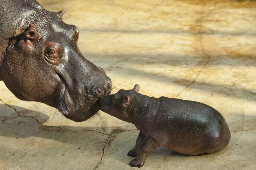 "Germany Hippo Zoo"