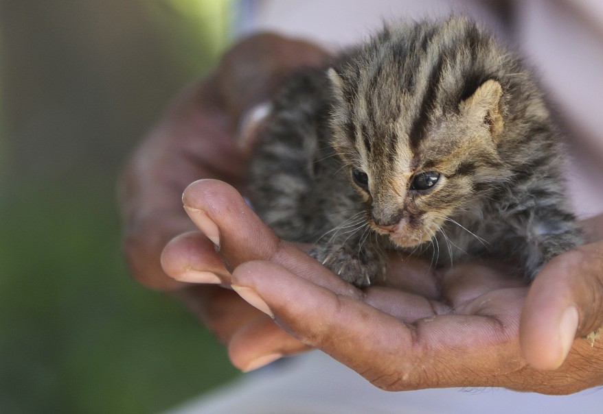 "Cambodia Leopard Cat Kitten"