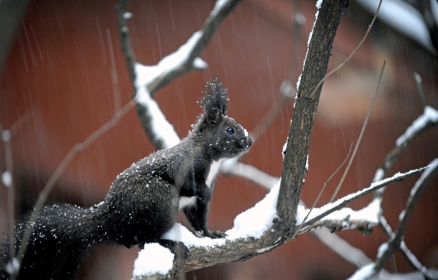 Bulgaria_Squirrel