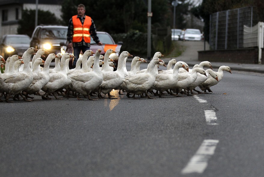 "Germany Geese"