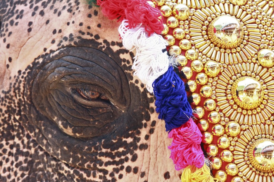 "India Elephant"