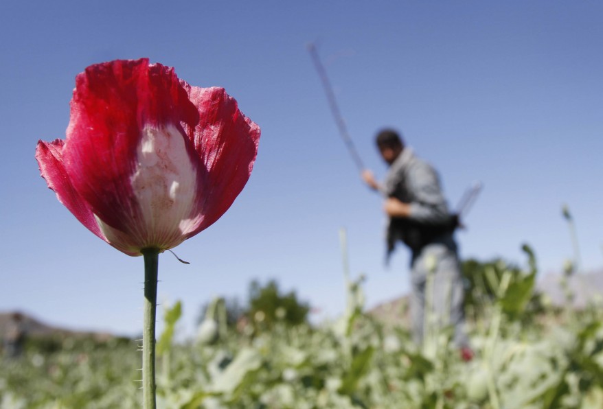 Afghanistan Opium Poppy