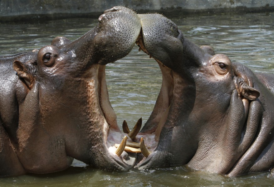 "India Hippopotamus"