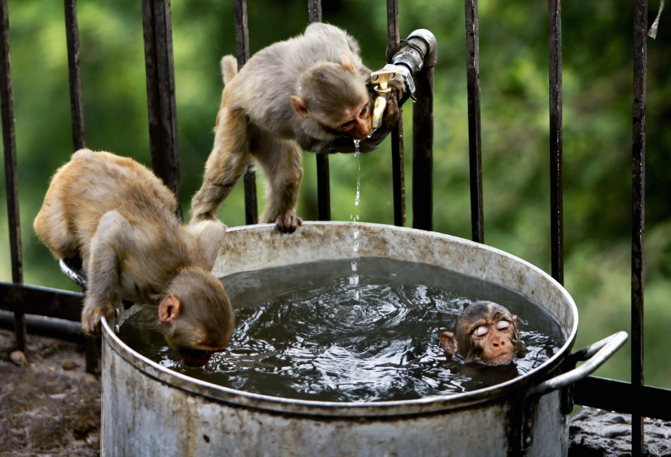 India Monkeys
