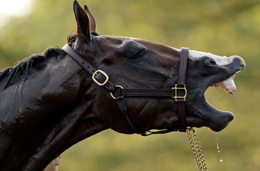 "Kentucky Derby Horse Racing"