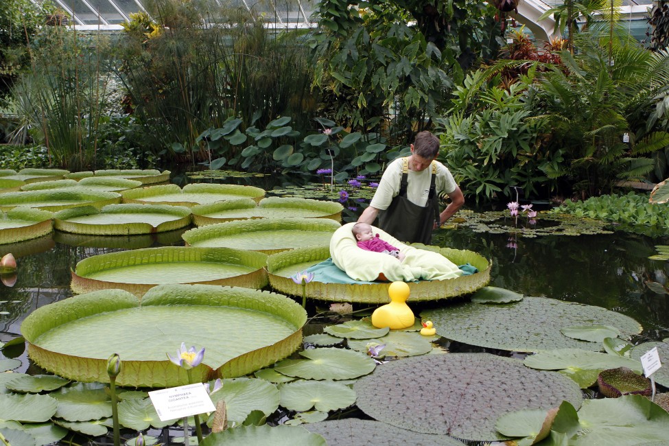 Belgium Giant Waterlily Leaf