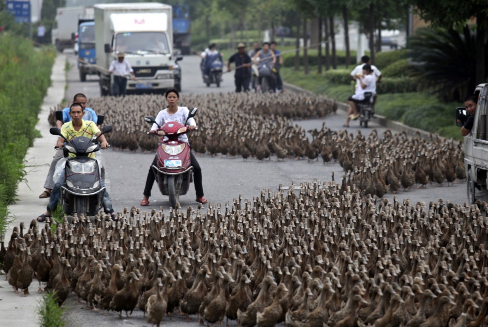 China Ducks