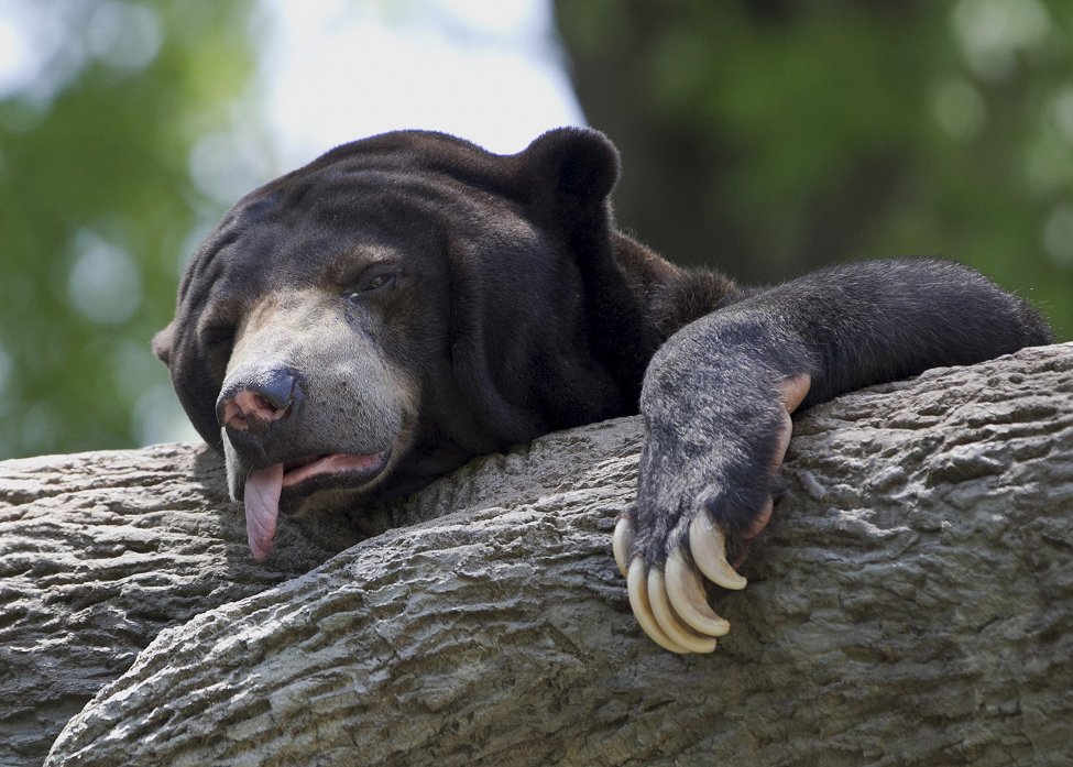 Nebraska Heat Bear