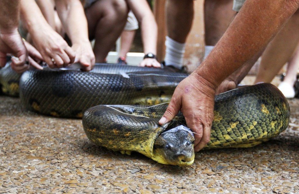 Anaconda Weighing