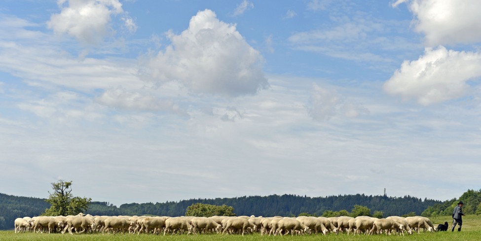 Germany Shepherds Championships