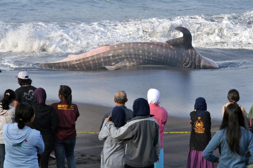 Мртов кит на плажа во Индонезија. (AP)[/caption]



[caption id=