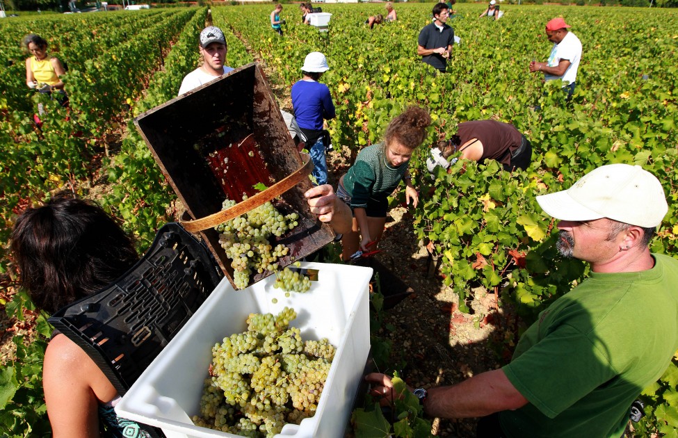 France Wine Harvest