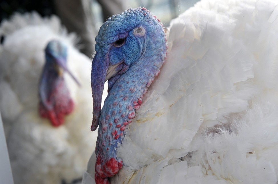 US Thanksgiving Turkey