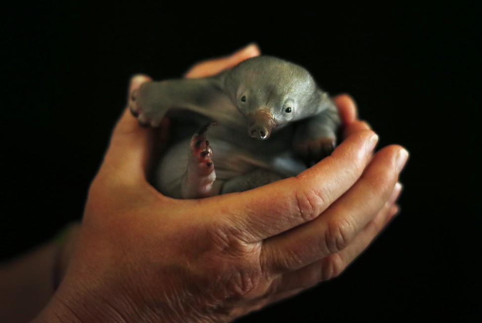 Australia Echidna