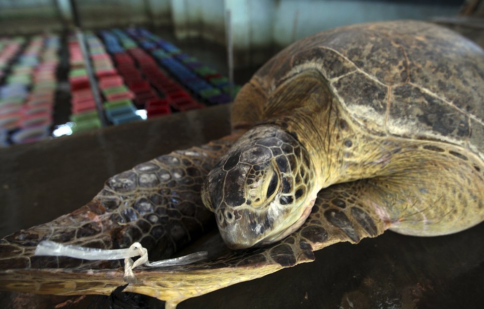 Indonesia Turtle Poaching 