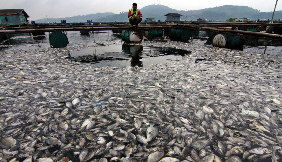 Indonesia Dead Fish