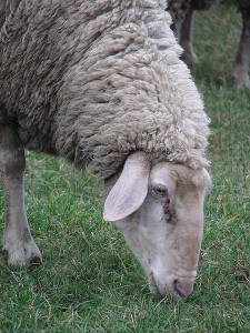 Невинная иранская овечка или агент азербайджанского экспансионизма? Фото: Андреас Кэппелл.