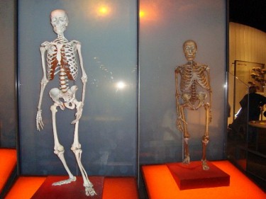 Neanderthal (right) modern Homo Sapiens (left) comparison (Photo: Wapondaponda)