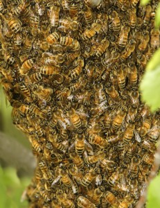 A swarm of Western Honey Bees (Photo: Alan Vernon)