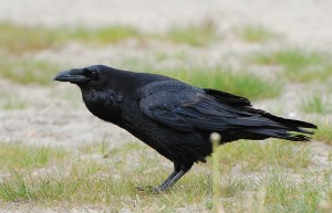 A raven (Corvus corax) (Photo: Accipiter (R. Altenkamp, Berlin))