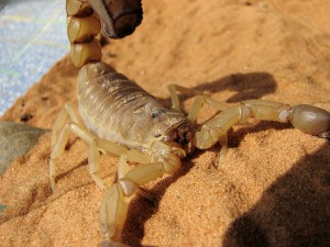 Androctonus australis - Yellow fattail scorpion (Photo: Creative Commons)