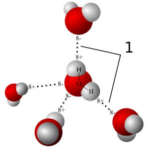 3D model of hydrogen bonds in water (Photo: Qwerter via Wikimedia Commons)
