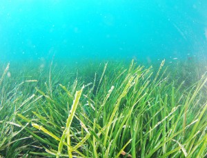 Posidonia oceanica (Photo: Albert Kok via Wikimedia Commons)