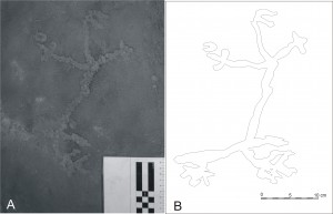 This is the oldest reliably dated petroglyph ever found in the New World. (Photo/Image: Neves WA, Araujo AGM, Bernardo DV, Kipnis R, Feathers JK (2012) Rock Art at the Pleistocene/Holocene Boundary in Eastern South America. PLoS ONE 7(2): e32228. doi:10.1371/journal.pone.0032228)