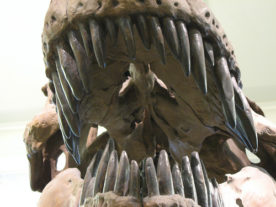 Toothy smile of the Tyrannosaurus Rex (Photo: Michael Basial via Flickr)