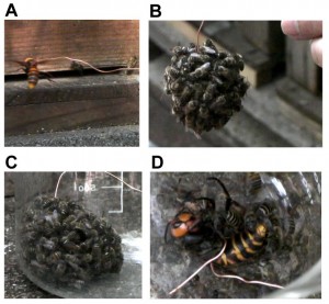 This is a sampling of workers from an artificially formed hot defensive bee ball. (Photos: Ugajin A, Kiya T, Kunieda T, Ono M, Yoshida T, et al. (2012) Detection of Neural Activity in the Brains of Japanese Honeybee Workers during the Formation of a ‘‘Hot Defensive Bee Ball’’. PLoS ONE 7(3): e32902. doi:10.1371/journal.pone.0032902)