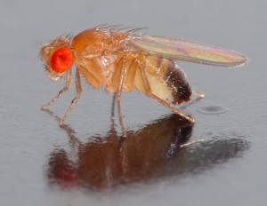 Male Drosophila melanogaster fruit-fly (Photo:André Karwath via Wikimedia Commons)