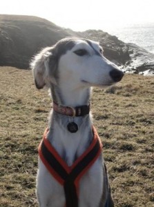 Certain breeds such as the Saluki appear genetically different because they were geographically isolated and were not part of the 19th century efforts to blend lineages to create most of the breeds we keep as pets today. (Photo: Keith Dobney)